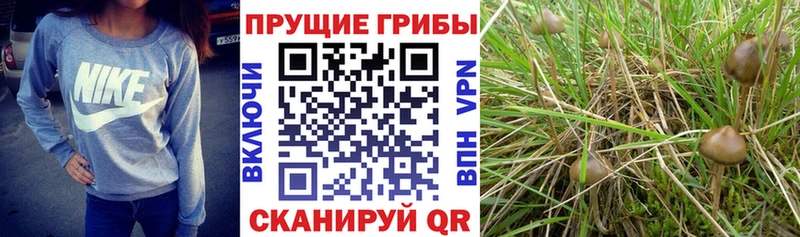 дарнет шоп Первоуральск Галлюциногенные грибы GOLDEN TEACHER